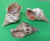 Wholesale Atlantic Triton Seashells, Caribbean tritons trumpet shell, with a wide mouth opening for seashell centerpieces 9 inch to 9-3/4 inch - $24 each; Packed: 8 pcs @ $21 each