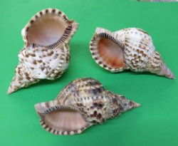 Atlantic Triton Trumpet Seashells  9 inches (Packed 1 and 8 )