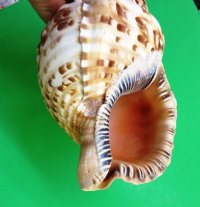 Atlantic Triton Trumpet Seashells  9 inches (Packed 1 and 8 )