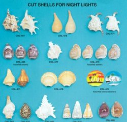 Shells to Make Night Lights