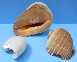Shells - Damaged or #2 Grade
