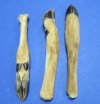 Straight deer feet for sale 10 inches to 12 inches - Minimum: 2 @ $6.00 each; 18 or more @ $5.25 each