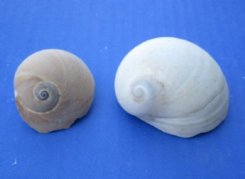 Wholesale Polinices Didyma, natural shells 3/4 inch to 2-1/4 inches - 1 gallon @ $6.50/gallon