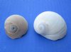 Wholesale Polinices Didyma, natural shells for hermit crabs 3/4 inch to 2-1/4 inches - Packed: 1 gallon @ $6.50/gallon