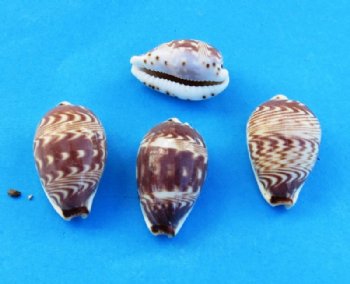 3/4 to 1-1/4 inch day-break cowry shells wholesale - 100 pcs @ .08 each; 800 pcs @ $.07 each