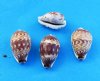 3/4 to 1-1/4 inch day-break cowry wholesale, "Palmadusta diluculum", - Packed: 100 pcs @ .08 each; Packed: 800 pcs @ $.07 each