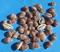 3/4 to 1-1/4 inch day-break cowry shells wholesale - 100 pcs @ .08 each; 800 pcs @ $.07 each