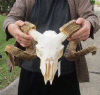 Discounted Sheep Skull & Skull Plate