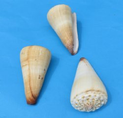 Wholesale knobby top cone shells, conus distans,<font color=red> 2-1/2" to 2-7/8"</font>- $3.60 a dozen; <font color=red> 3" to 3-7/8"</font> - $4.80 a dozen; <font color=red> 4" to 4-1/2"</font> $7.20 a dozen