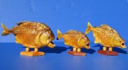 Taxidermy Piranha Fish