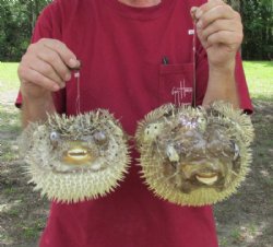 Dried Porcupine, Puffer Blowfish,