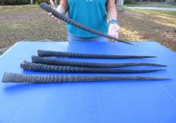 29" to 32" Gemsbok Horns, 5 piece lot - $110
