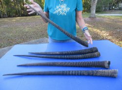 29" to 32" Gemsbok Horns, 5 piece lot - $110