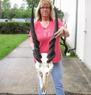 Eland Skull, Hand Picked