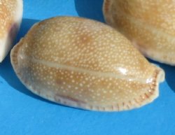 1 to 1-3/4 inches eroded cowry shells wholesale, gnawed cowrie - 100 pcs @ $.05 each; 1000 pcs @ $.04 each