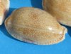 1 to 1-3/4 inches eroded cowry shells wholesale, gnawed cowrie, Erosaria erosa - Packed: 100 pcs @ $.05 each; Packed: 1000 pcs @ $.04 each
