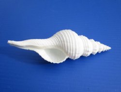 Wholesale White Long Tailed Spindle Shells, Fusinus Colus - 4 inches -  20 pcs @ $.95 each