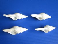 Wholesale White Long Tailed Spindle Shells, Fusinus Colus - 4 inches -  20 pcs @ $.95 each