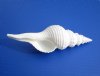 Wholesale White Long Tailed Spindle Shells, Fusinus Colus - 6 inches long - Packed: 10 pcs @ $1.85 each