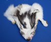 Wholesale Arctic Marble Fox Face Pelts for sale measuring between 6-1/2 inches to 7 inches - You will receive one similar to the picture - Packed: 2 pcs @ $8.25 each; Packed: 12 pc @ $7.35 each