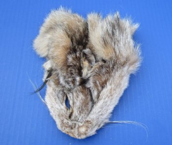 Bobcat Face Pelts 5-1/2 inch to 6-1/2 inch - (2 pc, 12 pc)