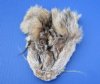 Wholesale Bobcat Face Pelts for sale measuring between 5-1/2 inches to 6-1/2 inches - You will receive one similar to the picture - Packed: 2 pcs @ $5.00 each; Packed: 12 pc @ $4.50 each