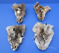Bobcat Face Pelts 5-1/2 inch to 6-1/2 inch - (2 pc, 12 pc)