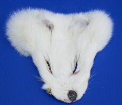 Wholesale White Fox Face Pelts 7 inches to 10 inches - 2 pcs @ $8.50 each;  8 pc @ $7.65 each