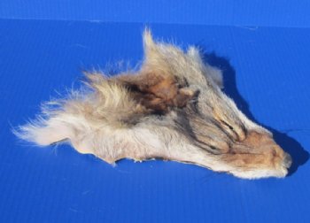 Wholesale Coyote Face Pelts 9x9 inches to 11x11 inches - 2 pcs @ $5.00 each;  12 pc @ $4.50 each