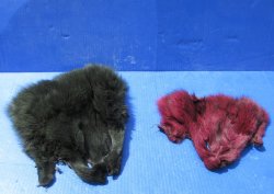 Wholesale Genuine Fox Face Pelts - Dyed Assorted Colors (8"-11") - 2 pcs @ $5.50 each; 12 pcs @ $4.95 each