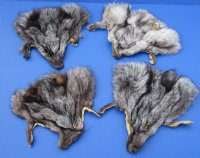 Assorted Fox Face Pelts - (2 pc, 12 pc)  
