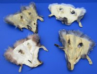 Assorted Fox Face Pelts - (2 pc, 12 pc)  