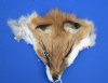 Wholesale Red Fox Face Pelts for sale measuring between 6-1/2 inches to 8-1/2 inches - You will receive one similar to the picture - Packed: 2 pcs @ $5.00 each; Packed: 12 pc @ $4.50 each