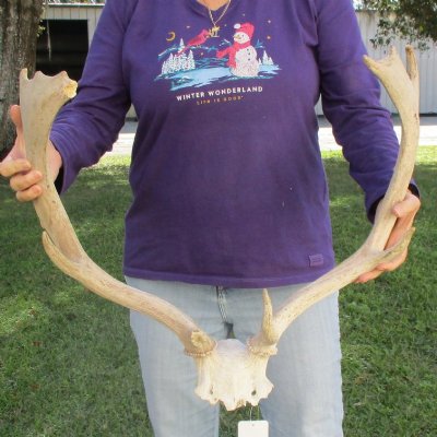 Discounted Fallow Skull & Skull Plate