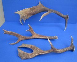 Large Fallow Deer Antlers, Horns 14 to 20 inch (8 pc)