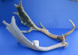 Wholesale #2 Grade Fallow Deer Antlers, Horns (Dama Dama) 14 inches to 20 inches - 2 pcs @ $18.00 each