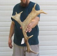 Fallow Deer Antlers/Elk Antlers - Hand Selected