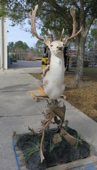 78 inches high Fallow Deer Head Mount on Free Standing Base made out of fallow deer horns antlers $500.00 (Pick Up Only)