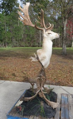 78 inches high Fallow Deer Head Mount on Free Standing Base made out of fallow deer horns antlers $500.00 (Pick Up Only)