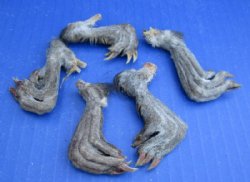 1-1/2 to 3 inch North American Muskrat back feet - 5 pcs @ $2.50 each; 20 pcs @ $2.25 each