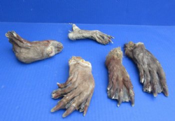 Wholesale Beaver back feet cured,  5 to 7 inches  - 5 pcs @ $5.00 each