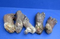Wholesale Beaver back feet cured,  5 to 7 inches  - 5 pcs @ $5.00 each