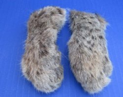 Wholesale Bobcat feet which have been cured in Borax, 2-1/2 to 5 inches length - 2 pcs @ $8.00 each; 12 pcs @ $7.20 each
