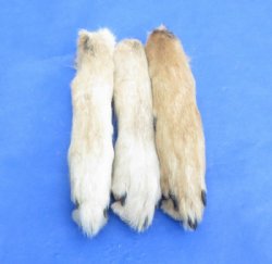 Wholesale coyote feet, coyote paws, cured, 6 to 8 inches  - 5 pcs @ $4.00 each; 20 pcs @ $3.50 each  