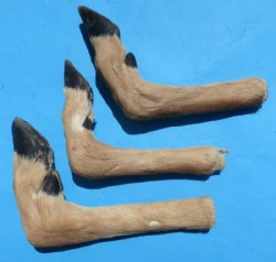 Wholesale bent L shape deer feet 8 to 11 inch -  2 @ $8.00 each; 12 or more @ $7.00 each