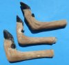 Wholesale deer feet, deer hooves 10 to 12 inches long bent in L shape - Minimum: 2 @ $6.00 each; 18 pcs or more @ $5.25 each (you will receive ones that look similar to those pictured)  