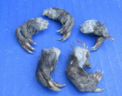 Wholesale North American Muskrat front feet 1 to 2 inches straight length - 5 pcs @ $2.00 each; 20 pcs @ $1.80 each