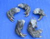 Wholesale North American Muskrat front feet which have been cured in Borax, measuring 1 to 2 inches straight length - Packed: 5 pcs @ $2.00 each; Packed: 20 pcs @ $1.80 each
