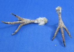 Wholesale Pigeon feet, cured 2 to 3 inches  - 10 pcs @ $1.50 each