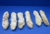 Wholesale North American Rabbit Back feet, cured, 6 inches  - Packed: 6 pcs @ $2.25 each; Packed: 24 pcs @ $2.00 each 